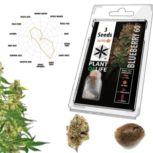 Blueberry 60 Auto, 3 Seeds