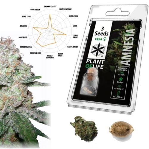 Amnesia Feminized, 3 Seeds