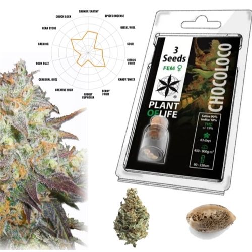 Chocoloco Feminized, 3 Seeds