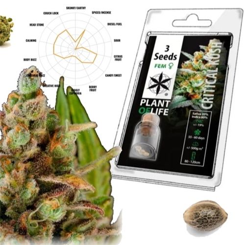 Critical Kush Feminized, 3 Seeds