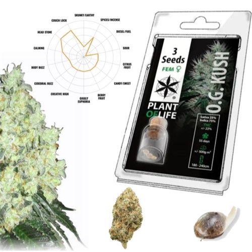 OG Kush Feminized, 3 Seeds