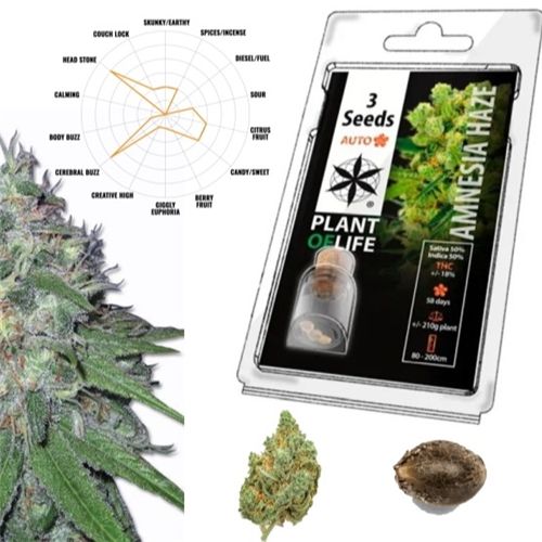 Amnesia Haze Auto, 3 Seeds