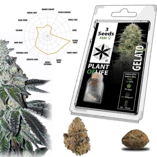 Gelato Feminized, 3 Seeds