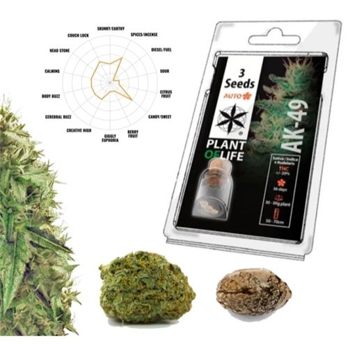 AK49 Auto, 3 Seeds