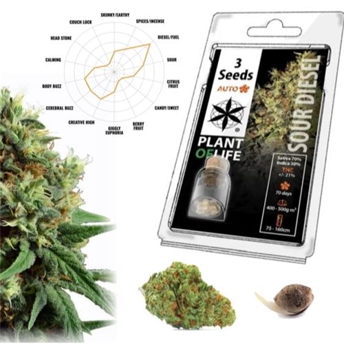 Sour Diesel Auto, 3 Seeds