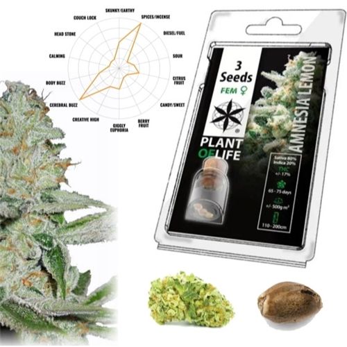Amnesia Lemon Feminized, 3 Seeds
