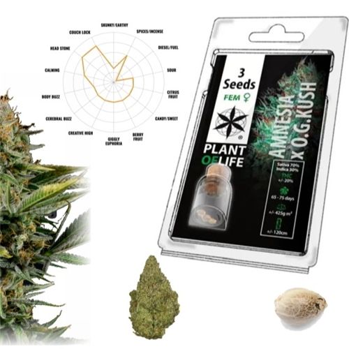 Amnesia OG Kush Feminized, 3 Seeds