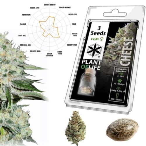 Cheese Feminized, 3 Seeds