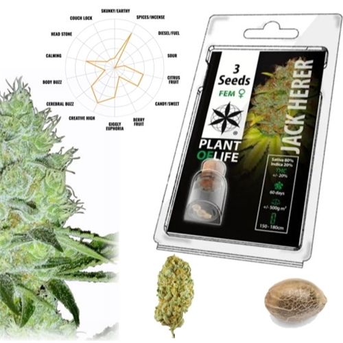 Jack Herrer Feminized, 3 Seeds
