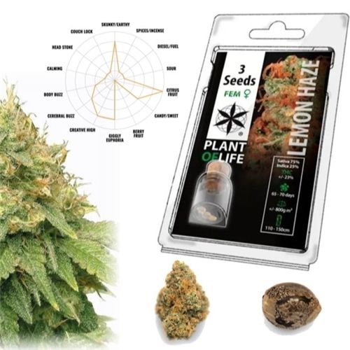 Lemon Haze Feminized, 3 Seeds