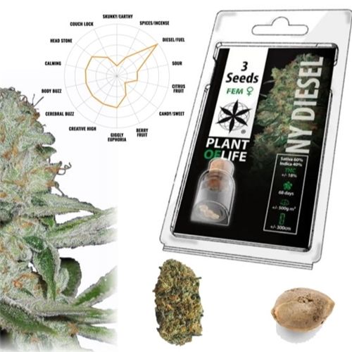 NY Diesel Feminized, 3 Seeds