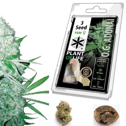 OG Adonay Feminized, 3 Seeds