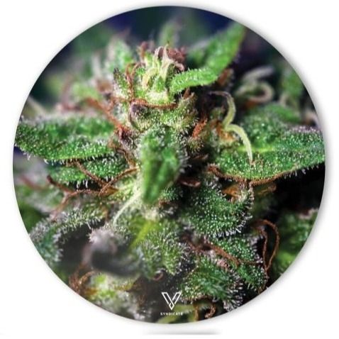 Slikks Dab Mat, 15cm, Design: Blue Dream