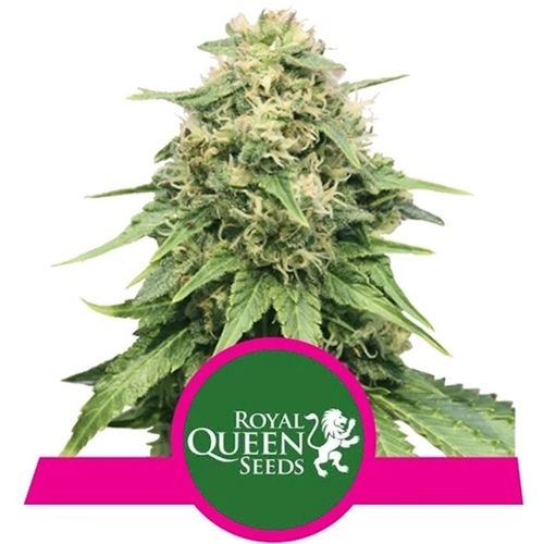 RQS Feminized, 1 seed