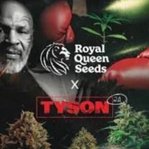 RQS Tyson 2.0 Auto-Flowering, 1 seed