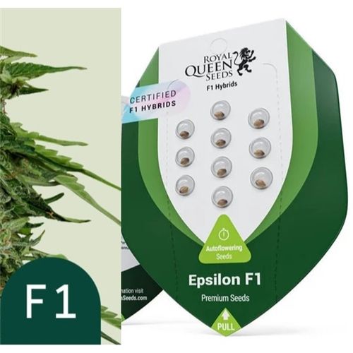 RQS F1 Hybrids, 1 seed, Strain: Epsilon