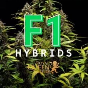 RQS F1 Hybrids, 1 seed
