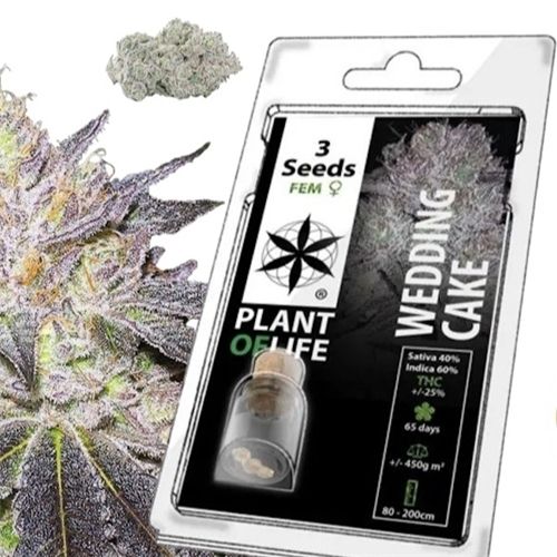 Wedding Cake Feminized, 3 Seeds