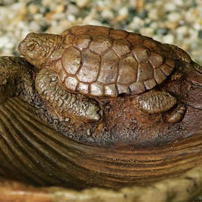 61005 Turtle on Shell