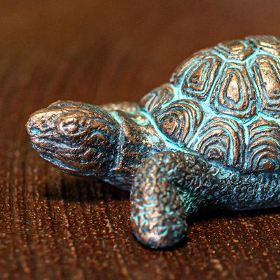 61017 Md. Box Turtle