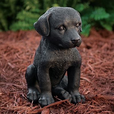 55003 Lab Pup
