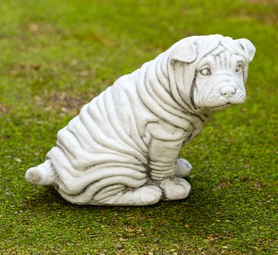 55009 Shar Pei