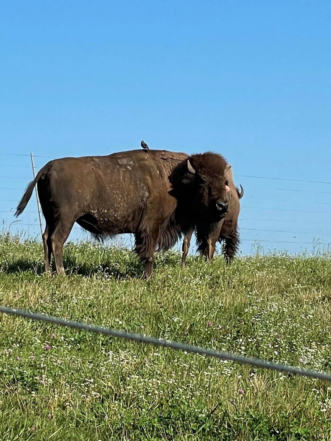 Pre-Order Thursday (10/23) Bison Dinner