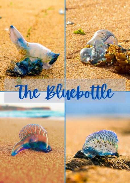 Bluebottle Tea Towel