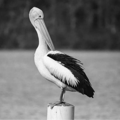 Coaster Set: Mr. Pelican 1