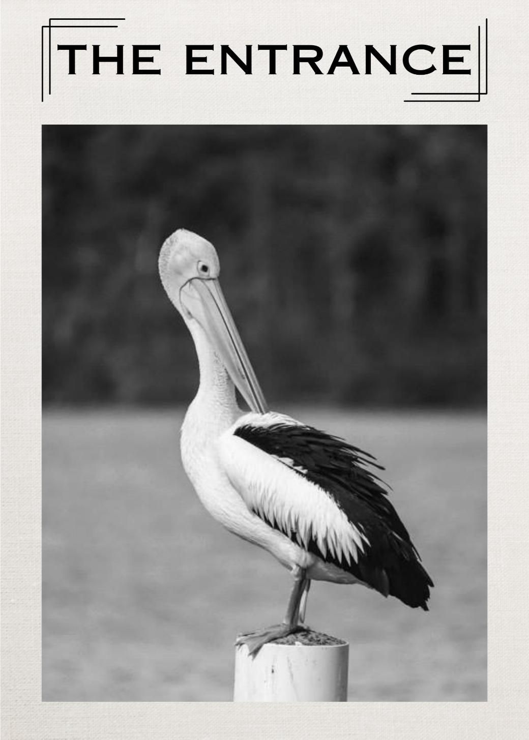 Pelican 1 Tea Towel