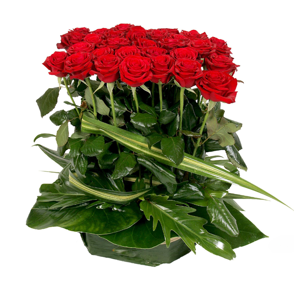 Roses rouge de l'adieu