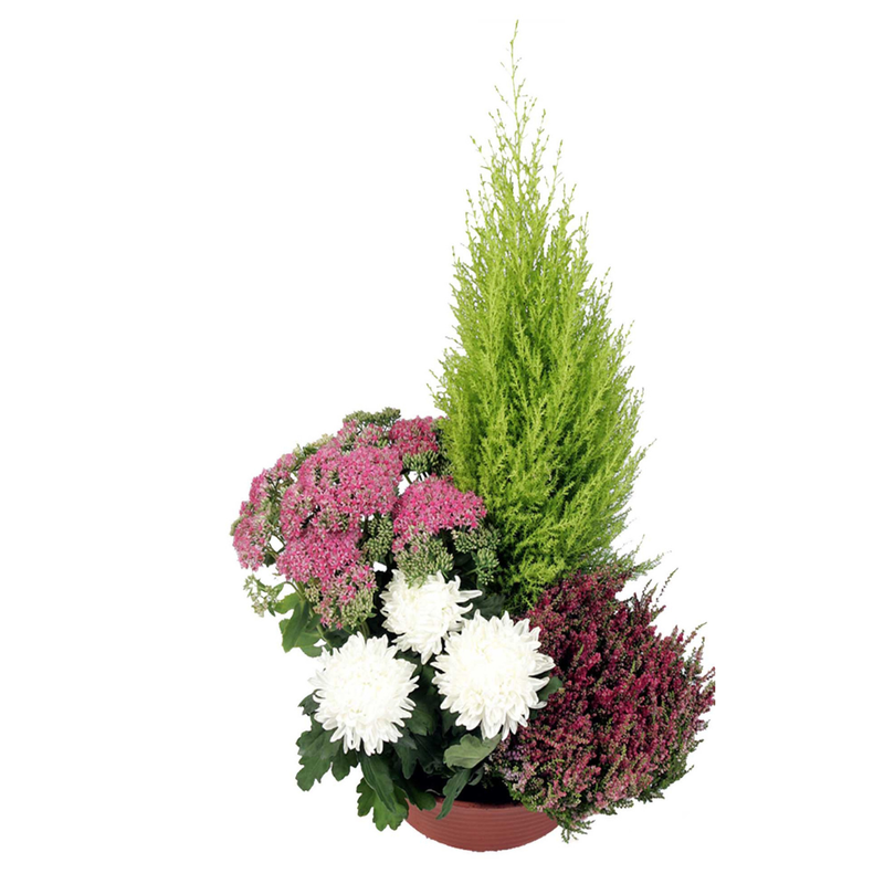 Coupe de plantes