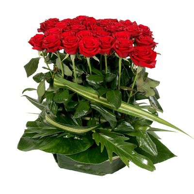 Roses rouge de l'adieu Roses rouge de l'adieu