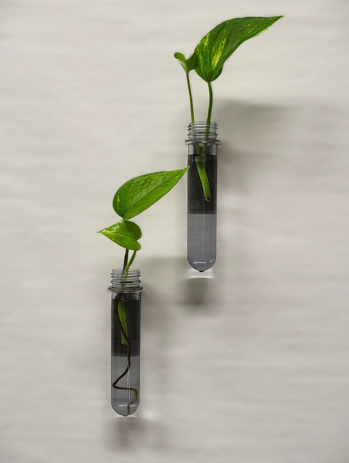 MAGNETIC PLANTER SET