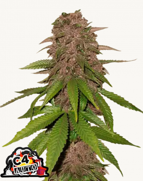 C4 Matic AUTO | 3er Set 420fastBuds C4 Matic AUTO | 3er Set 420fastBuds
