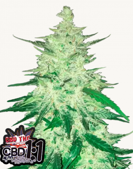 CBD 1:1 AUTO | 3er Set 420fastBuds CBD 1:1 AUTO | 3er Set 420fastBuds