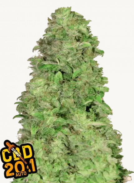 CBD 20:1 AUTO | 3er Set 420fastBuds CBD 20:1 AUTO | 3er Set 420fastBuds
