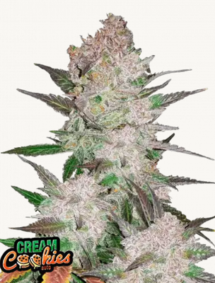 Cream Cookies AUTO | 3er Set 420fastBuds Cream Cookies AUTO | 3er Set 420fastBuds
