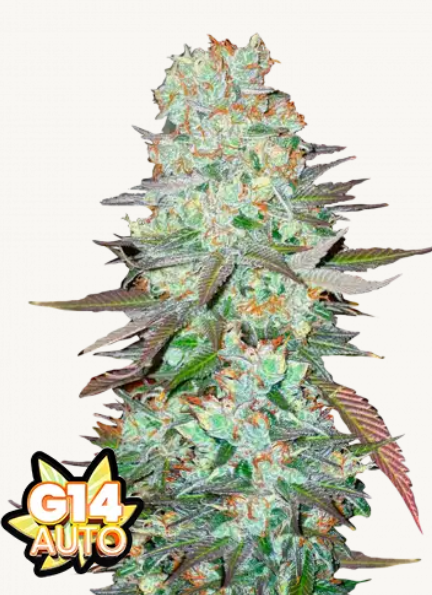 G14 AUTO | 3er Set 420fastBuds G14 AUTO | 3er Set 420fastBuds