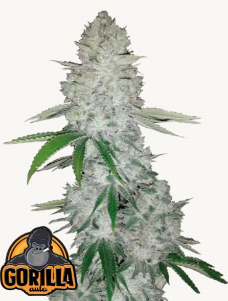 Gorilla AUTO | 3er Set 420fastBuds Gorilla AUTO | 3er Set 420fastBuds