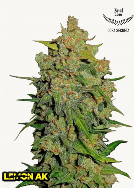 Lemon AK AUTO | 3er Set 420fastBuds Lemon AK AUTO | 3er Set 420fastBuds