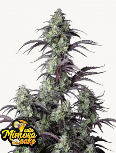 Mimosa Cake AUTO | 3er Set 420fastBuds Mimosa Cake AUTO | 3er Set 420fastBuds