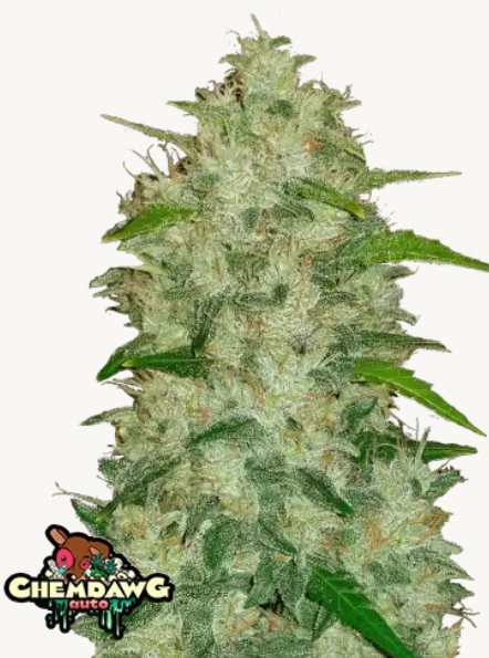 Original AUTO Chemdawg | 3er Set 420fastBuds Original AUTO Chemdawg | 3er Set 420fastBuds