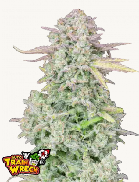 Original AUTO Trainwreck | 3er Set 420fastBuds Original AUTO Trainwreck | 3er Set 420fastBuds
