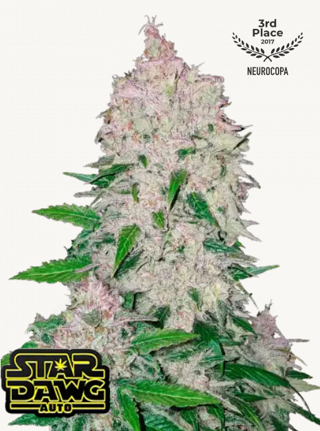 Stardawg AUTO | 3er Set 420fastBuds Stardawg AUTO | 3er Set 420fastBuds