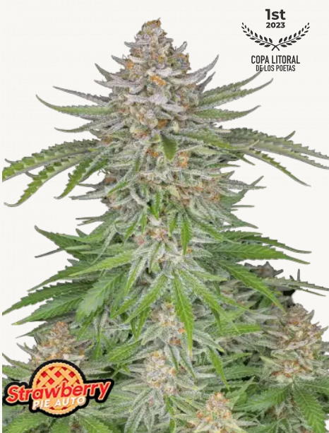 Strawberry Pie AUTO | 3er Set 420fastBuds