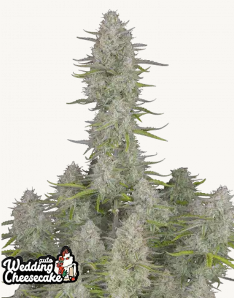 Wedding Cheesecake AUTO | 3er Set 420fastBuds Wedding Cheesecake AUTO | 3er Set 420fastBuds