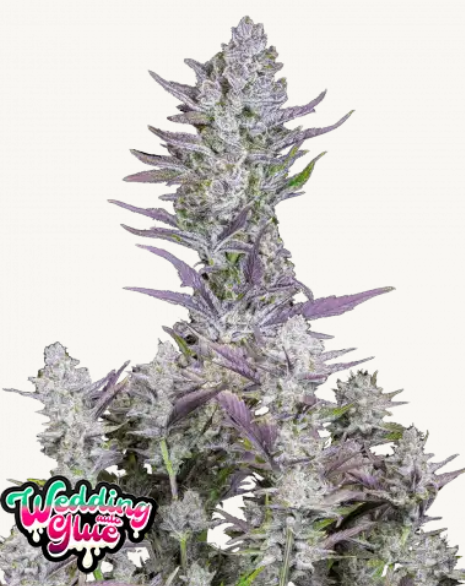 Wedding Glue AUTO | 3er Set 420fastBuds Wedding Glue AUTO | 3er Set 420fastBuds
