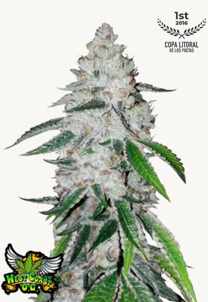 West Coast O.G. AUTO | 3er Set 420fastBuds