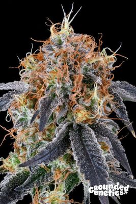 Zilkrd | 7er Set Grounded Genetics Zilkrd | 7er Set Grounded Genetics
